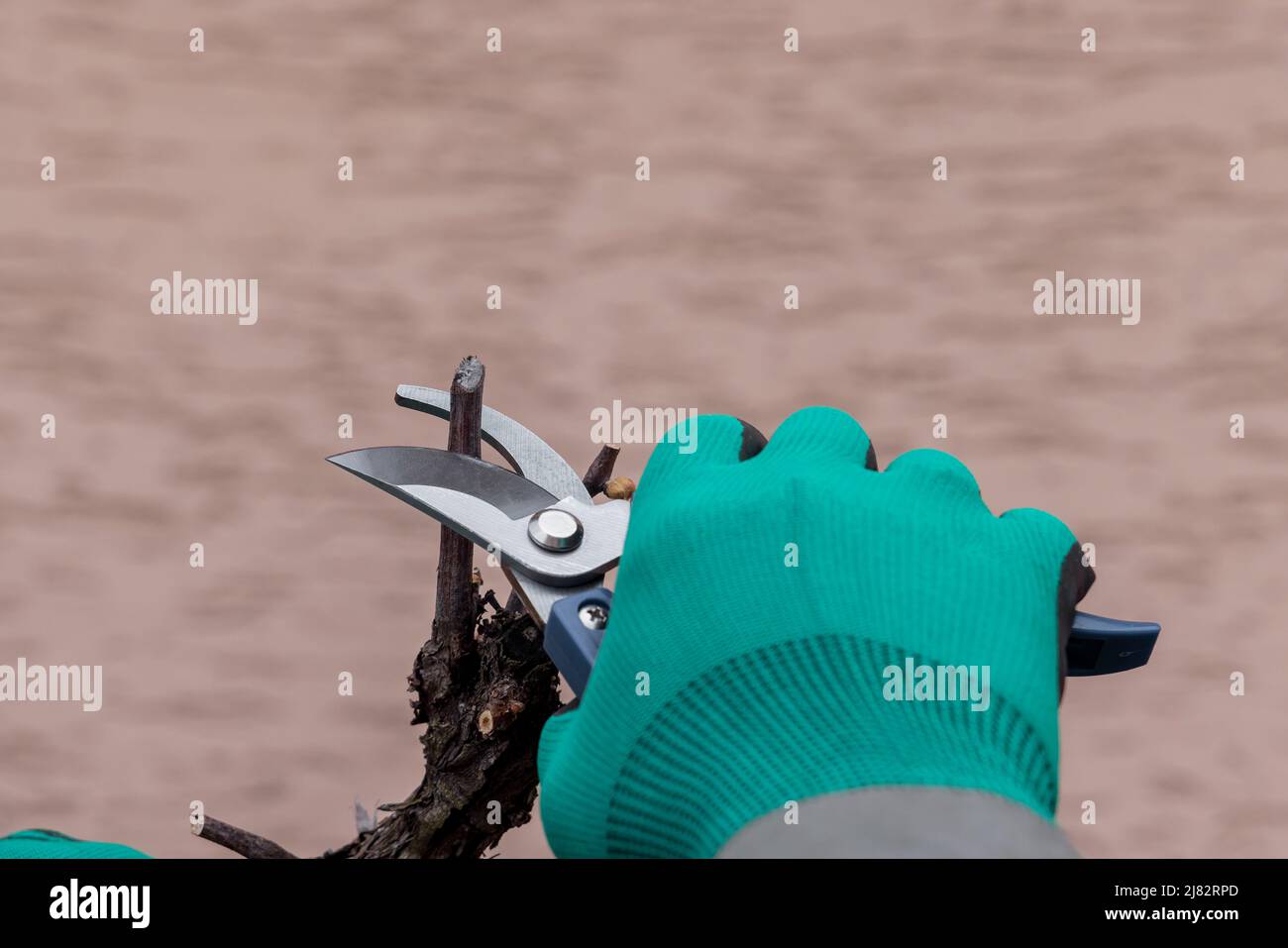 Man cutting branch of vine using secateurs. Stock Photo