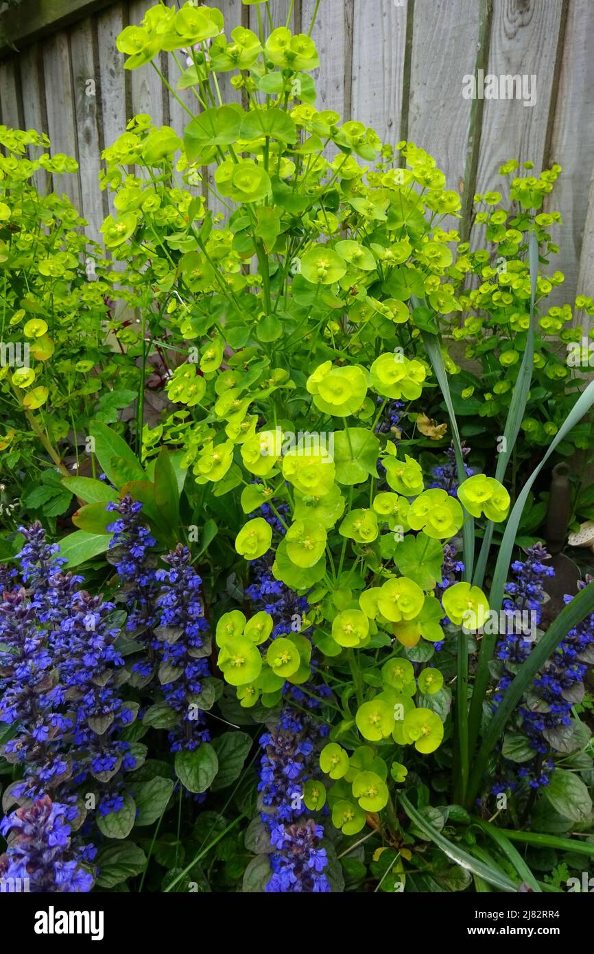 Deep blue and lime green garden display with bugle and euphorbia filling the flower bed in late Spring. Stock Photo