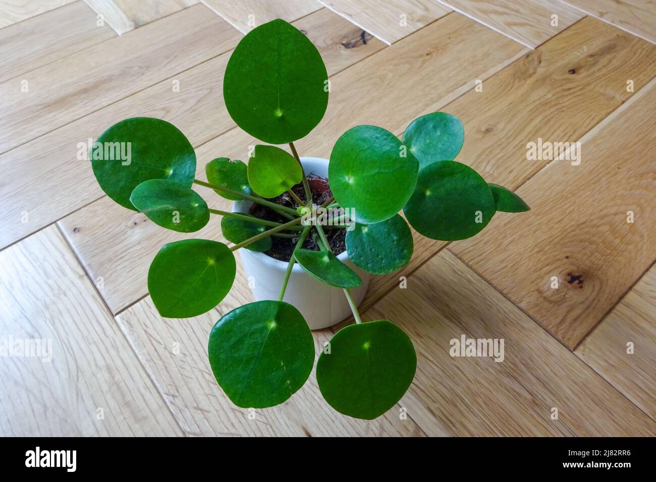 Looking down on a Pilea plant in a white pot, indoors on a light wood parquet floor in natural light. Fresh, Spring-Summer aesthetic. Stock Photo