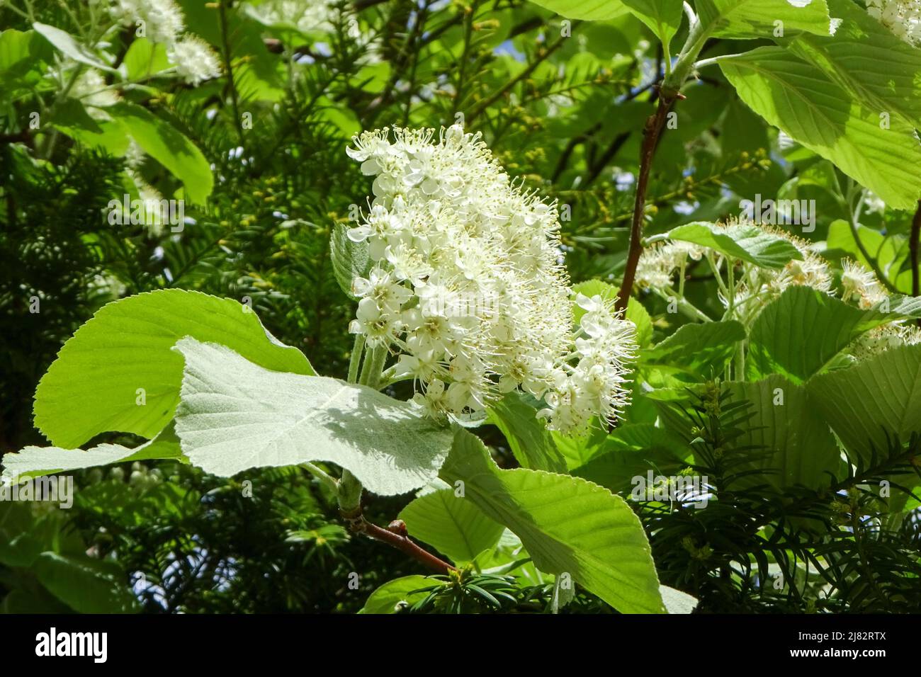The tree, Round Leaved Whitebeam - Sorbus eminens in flower in a garden in the UK. Stock Photo