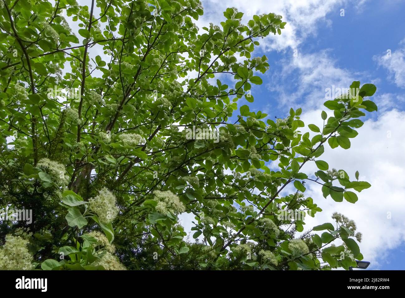 The tree, Round Leaved Whitebeam - Sorbus eminens in flower in a garden in the UK. Stock Photo