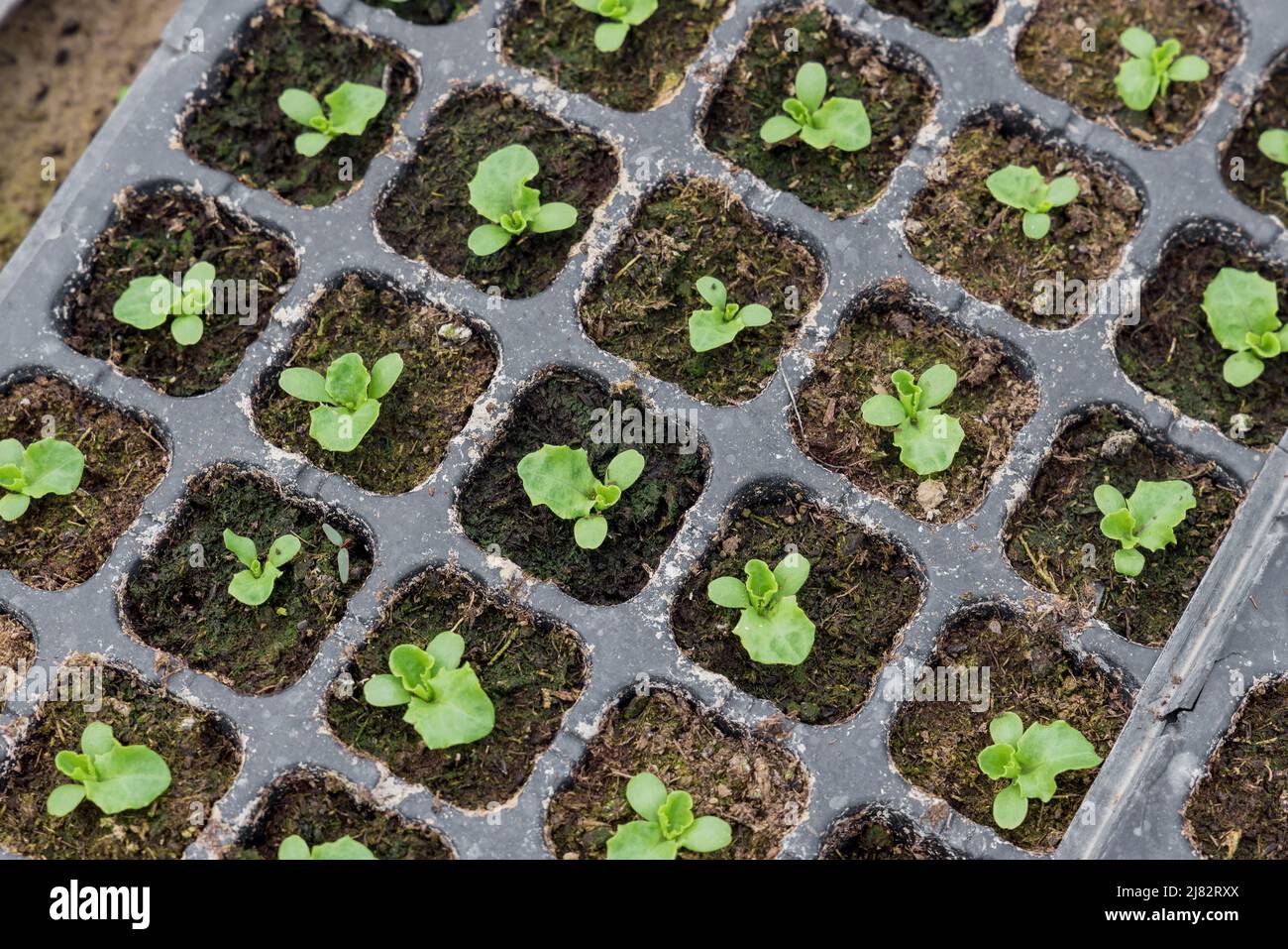 Romaine Lettuce Seedlings
