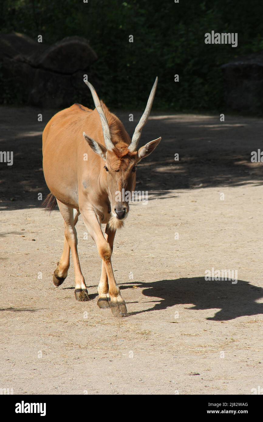 common eland in a zoo in france Stock Photo Alamy