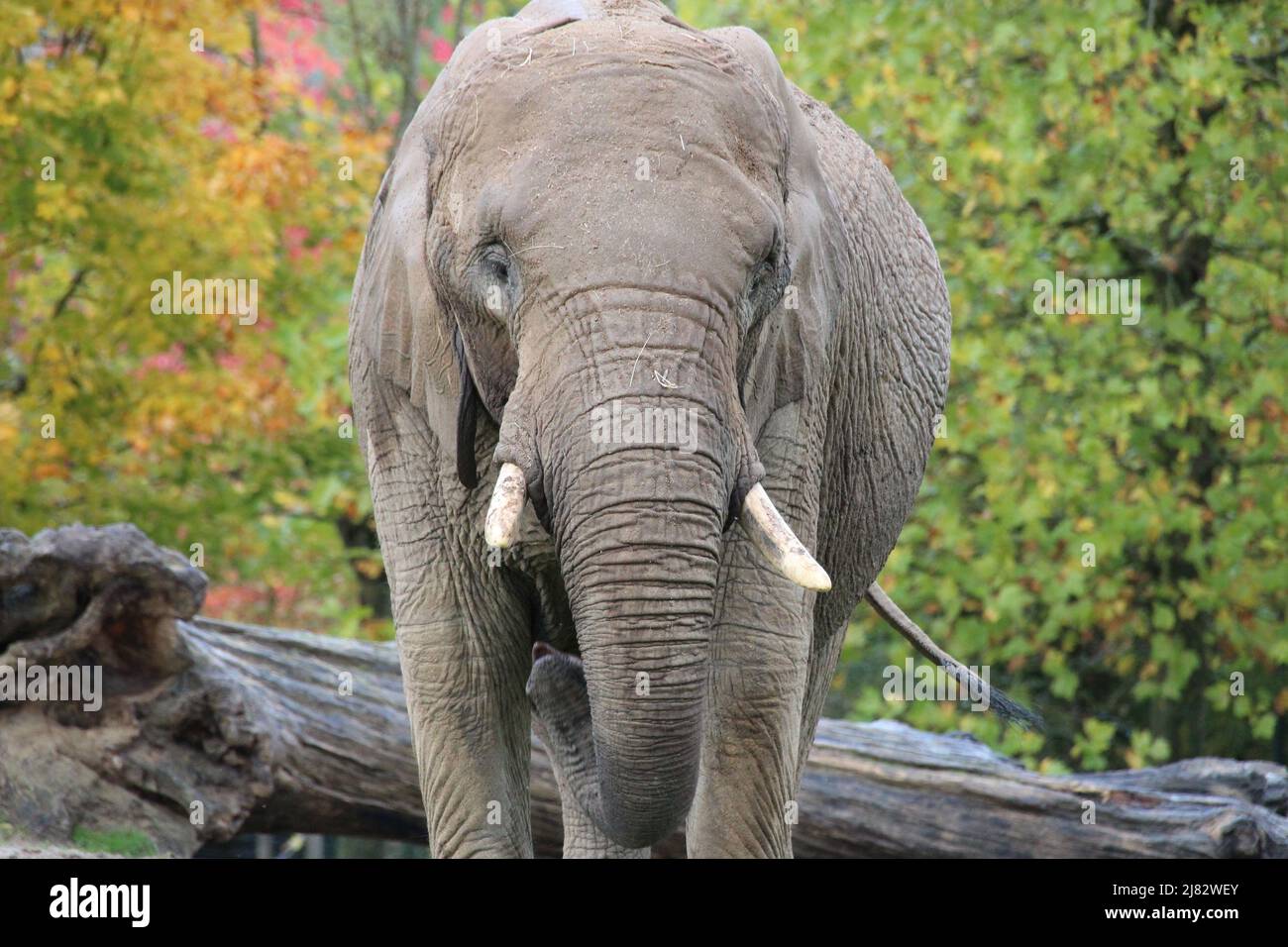african elephant in a zoo in france Stock Photo Alamy
