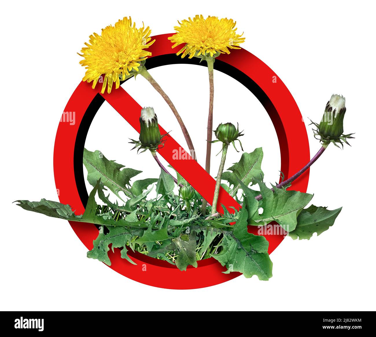 Dandelion weeds ban and banning yard weed problem as dandelion flowers to stop unwanted plant on grass targeted as a symbol for herbicide use in the g Stock Photo