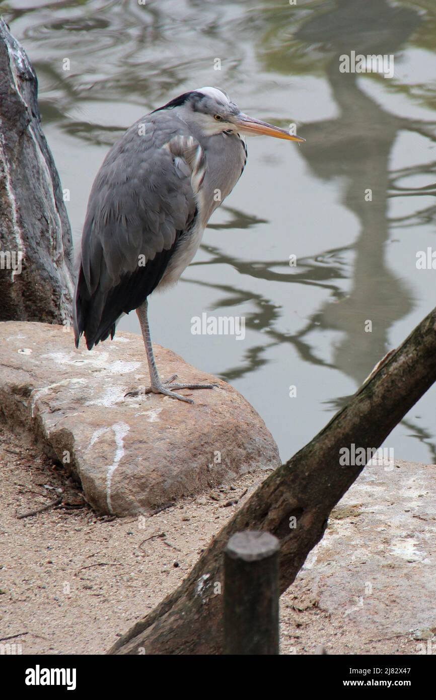 heron in a zoo in japan Stock Photo Alamy