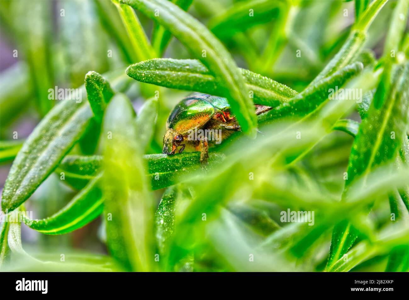 Golden tadpole beetle (Cetonia aurata) in green grass with lavender leaves Stock Photo