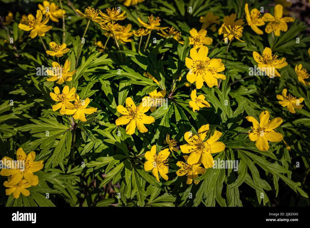 Wild Yellow Ranunculus Young ranunculus hi-res stock photography and images - Alamy