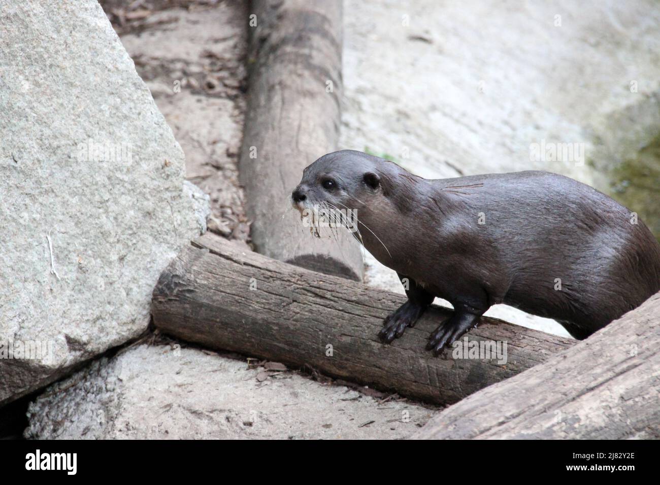 asian otter in a zoo in france Stock Photo Alamy