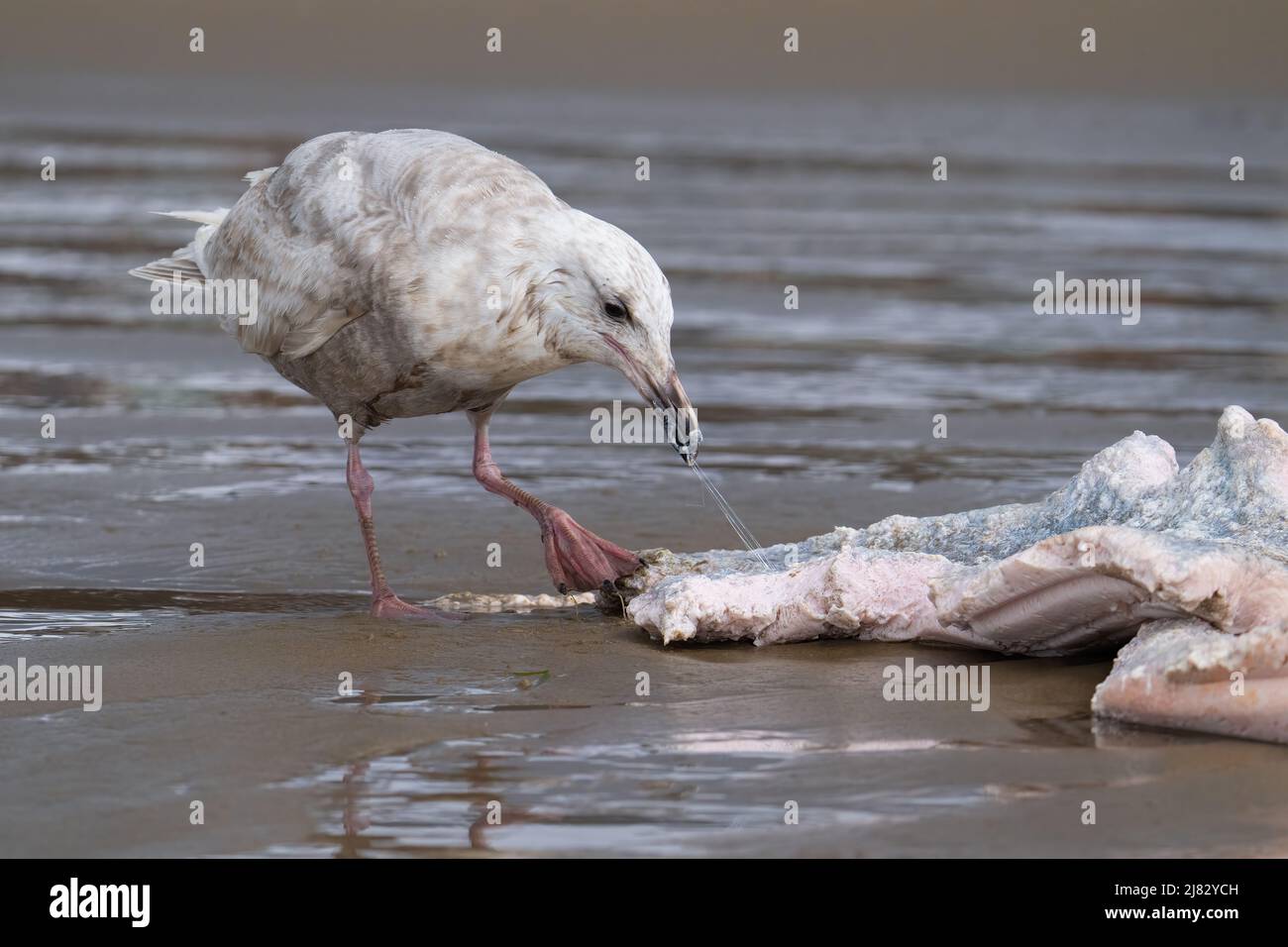 A gull (possibly a hybrid Glaucous-winged x Western aka 'Olympic' gull) eats a piece of dead whale at Cannon Beach in Oregon, United States. Stock Photo