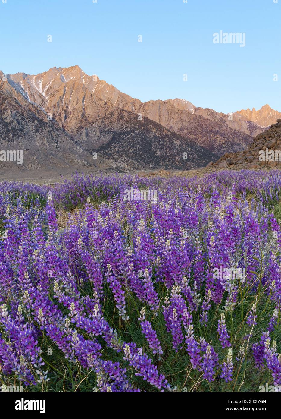 Field of wild blue lupine with the Sierra Nevada mountains in the distance Stock Photo