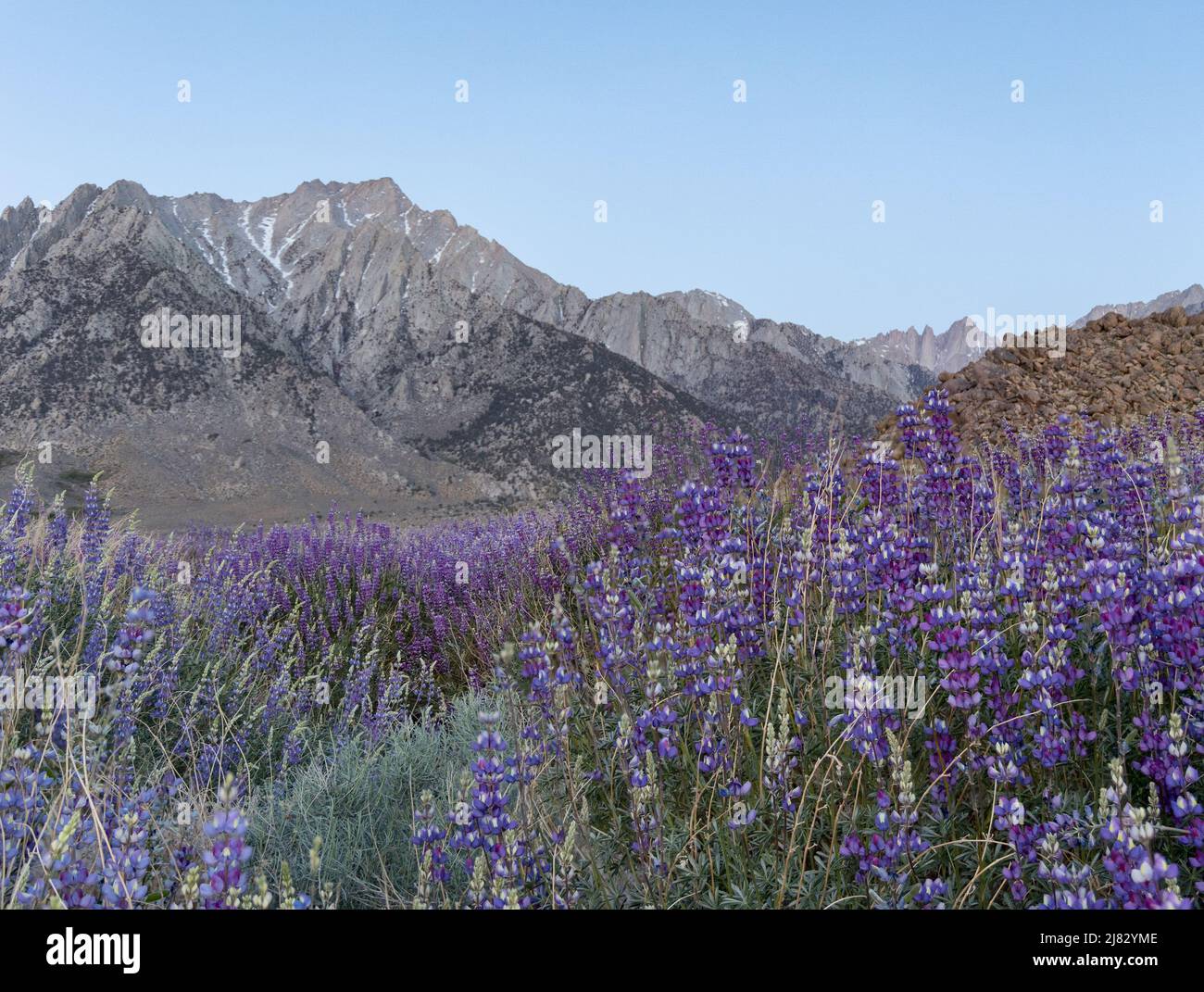 Field of wild blue lupine with the Sierra Nevada mountains in the distance Stock Photo