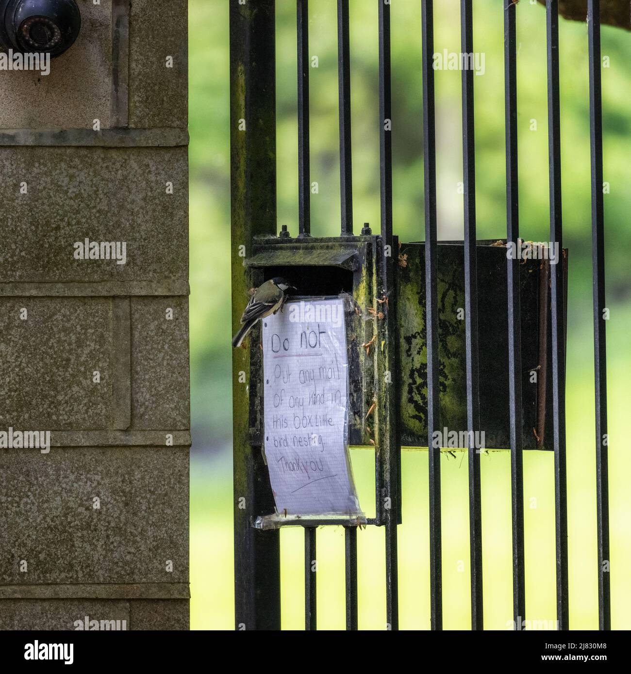 UK wildlife - 12 May 2022: UK wildlife: Great tit (Parus major) about to enter a letterbox where it is nesting with food for its fledglings.  Sign on letterbox asking postman not to post anything in the box. CCTV, one careful owner - good choice! Credit: Rebecca Cole/Alamy Live News Stock Photo