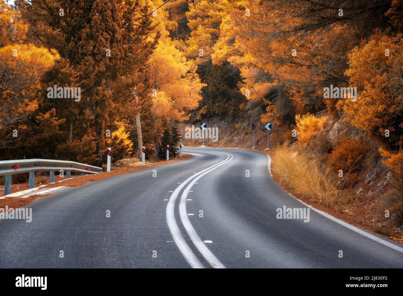 Sunny forest road in europe hi-res stock photography and images - Alamy