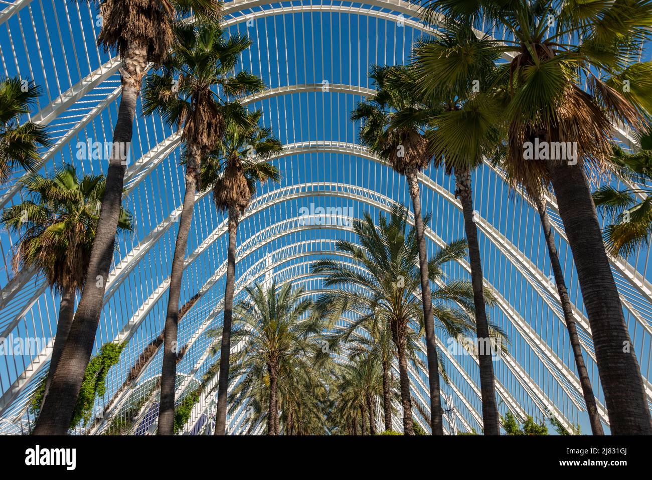 Palm trees under an arched structure, looking up to blue sky. Stock Photo