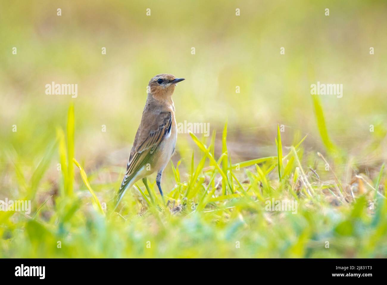 Northern wheatear, Oenanthe oenanthe, close-up in the morning sun Stock Photo