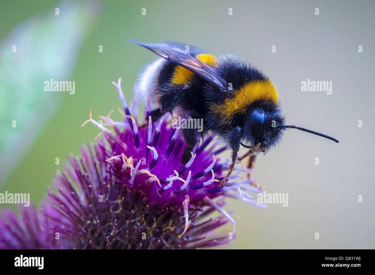 Closeup of a Bombus terrestris, the buff-tailed bumblebee or large earth bumblebee, feeding nectar of pink flowers Stock Photo