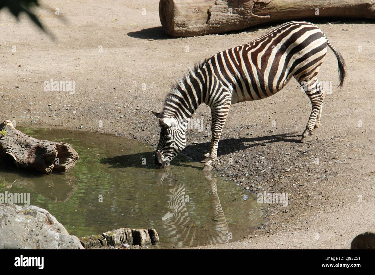 a zebra in a zoo in france Stock Photo