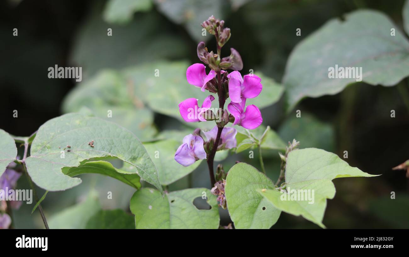 Close up fresh food  lima bean flower and green  in garden, hyacinth bean vegetable plant lima bean pink color flower in the field on background. Stock Photo