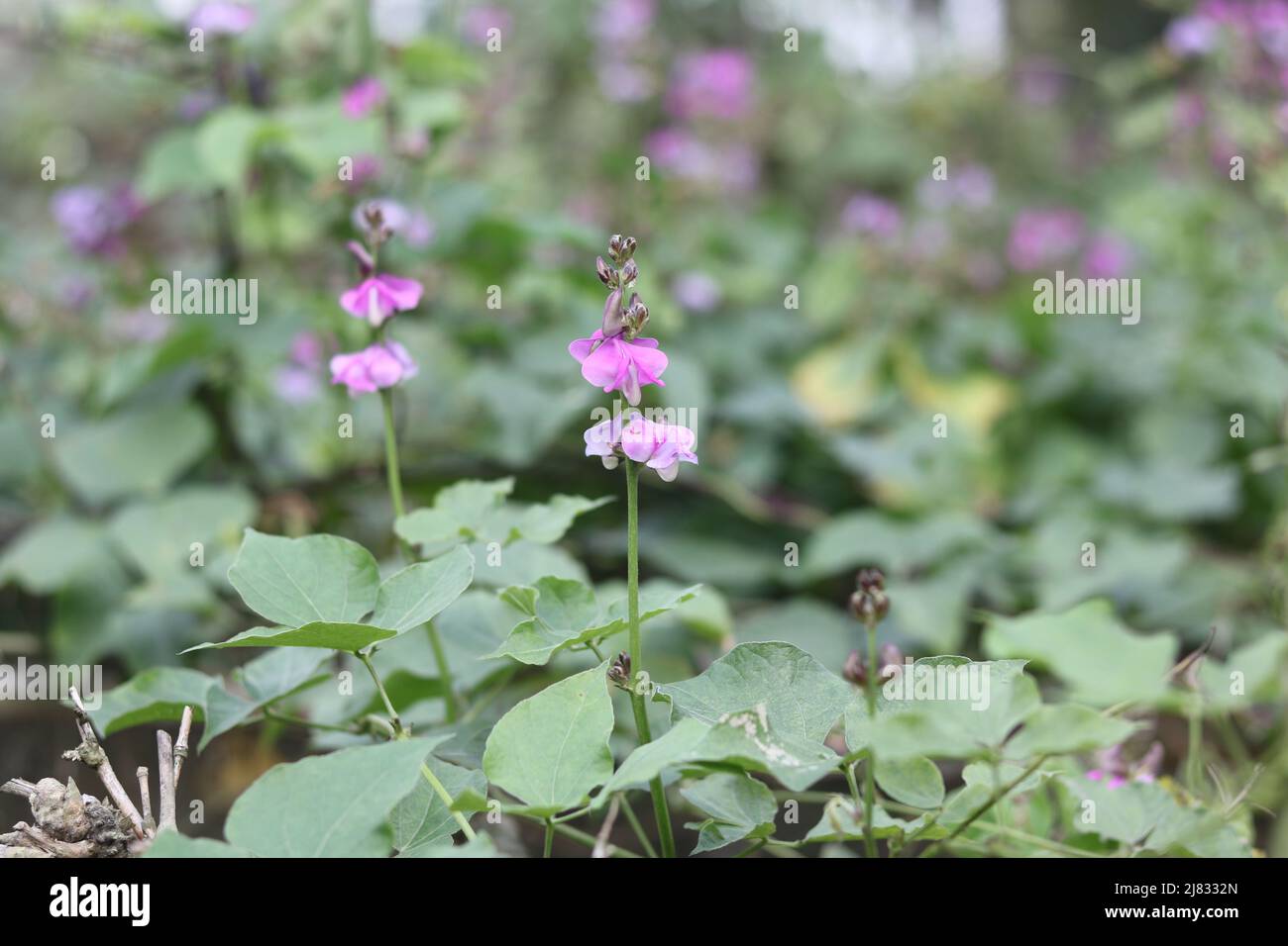 Close up fresh food  lima bean flower and green  in garden, hyacinth bean vegetable plant lima bean pink color flower in the field on background. Stock Photo