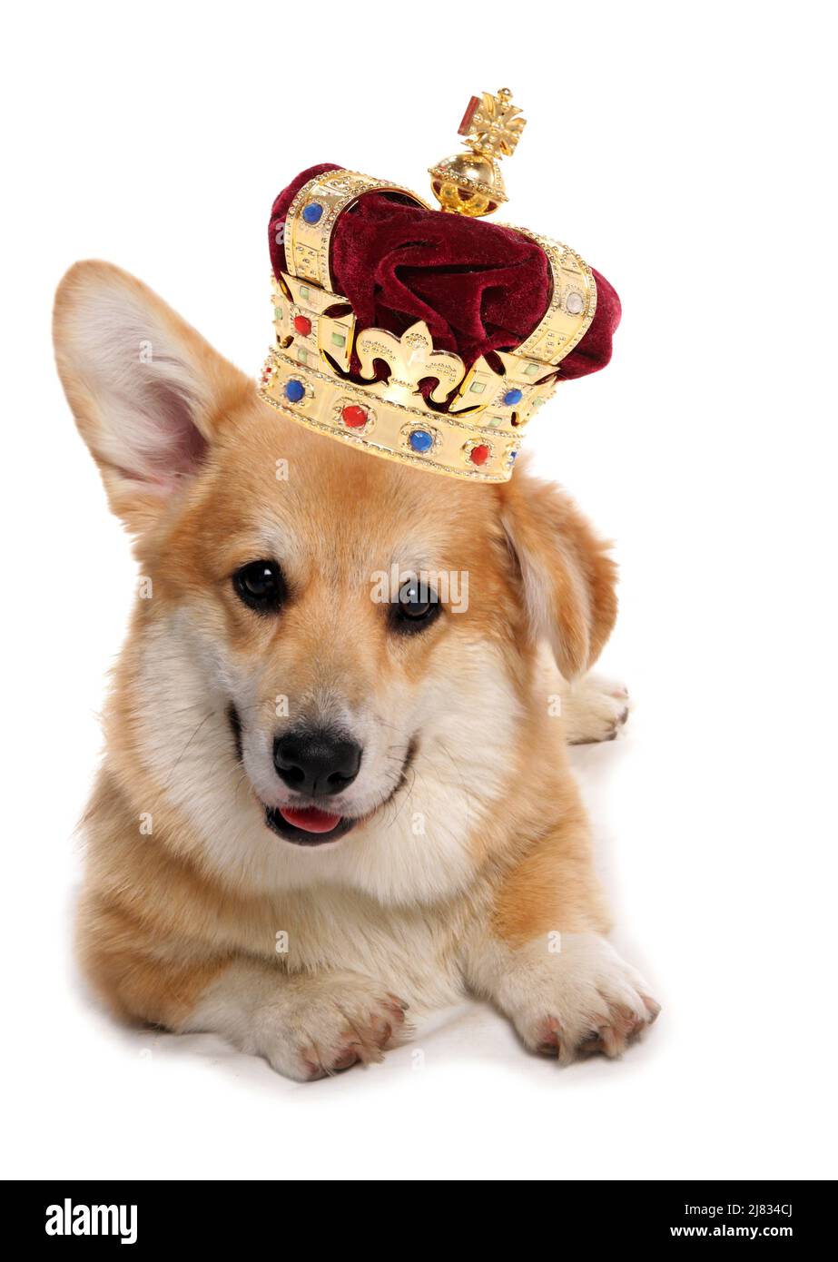 Corgi dog wearing a crown for the royal jubilee celebration cutout on a white background Stock Photo