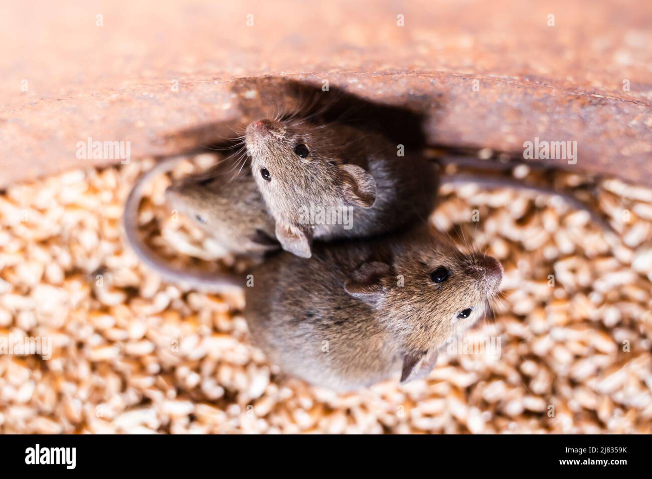 Family of house mice in wheat storage Stock Photo Alamy