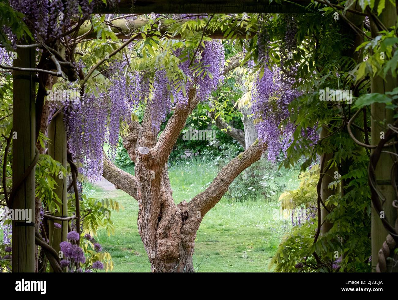 Wisteria Tunnel At Eastcote House Gardens London Borough Of Hillingdon Photographed On A Sunny 