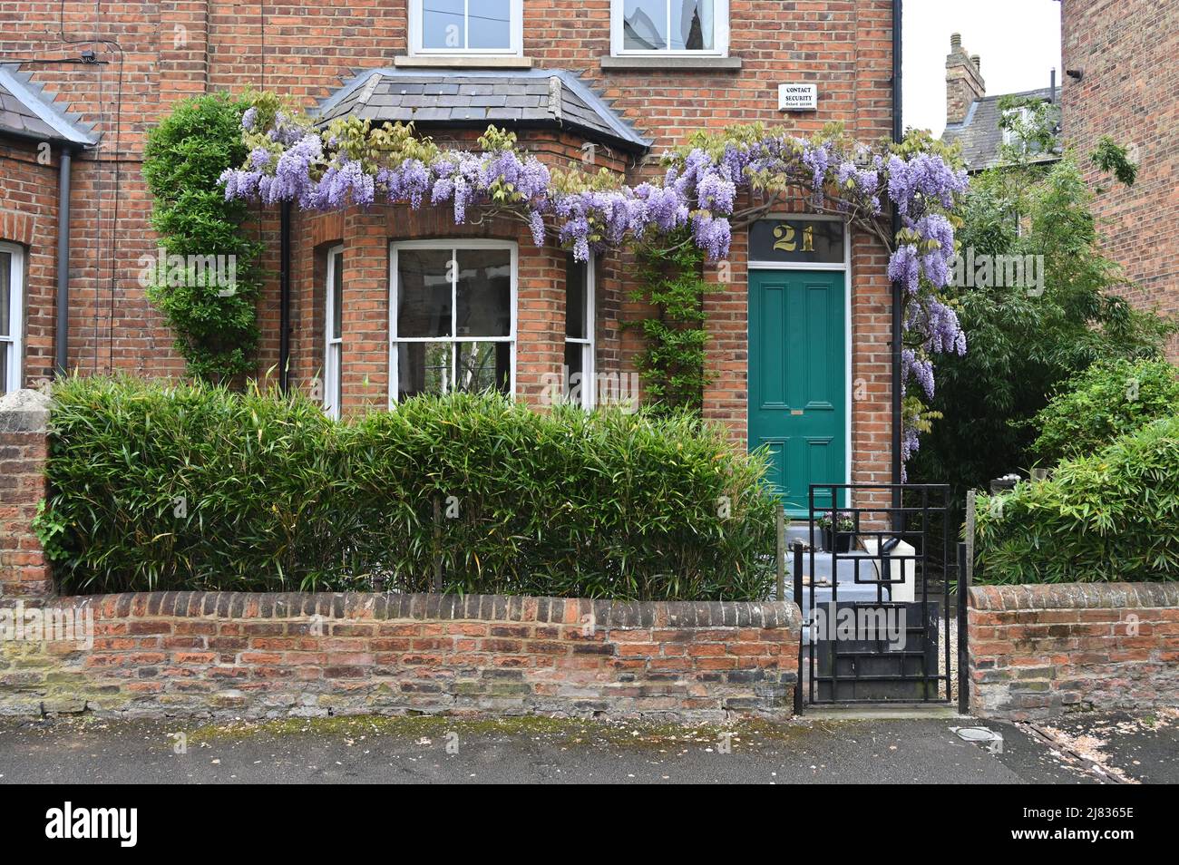 Wisteria in flower on the outside of a house on Walton Crecent, Jericho, Oxford Stock Photo