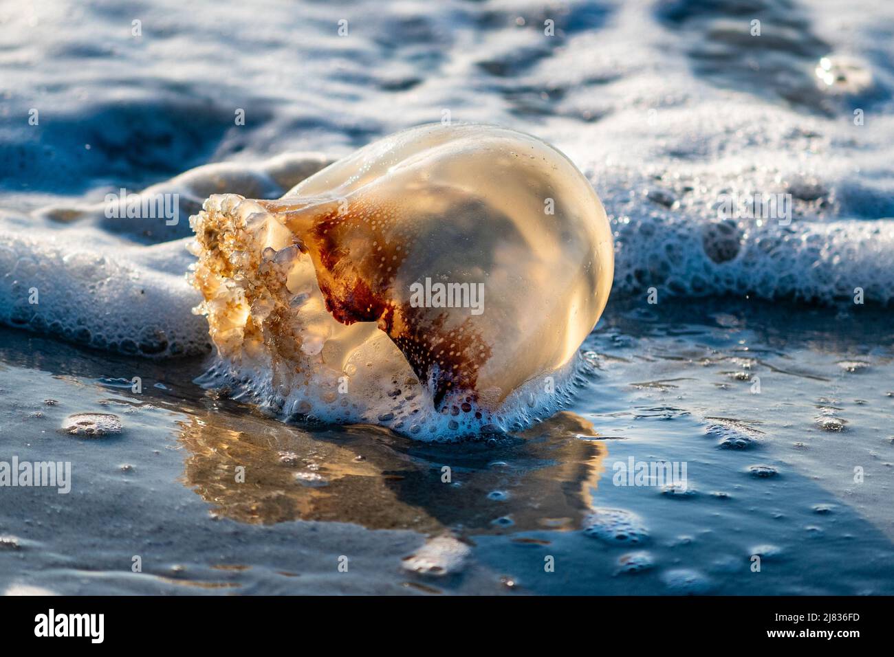 Beached Cannonball Jellyfish (Stomolophus meleagris) in morning light, in surf of Atlantic Ocean, Hunting Island, South Carolina Stock Photo