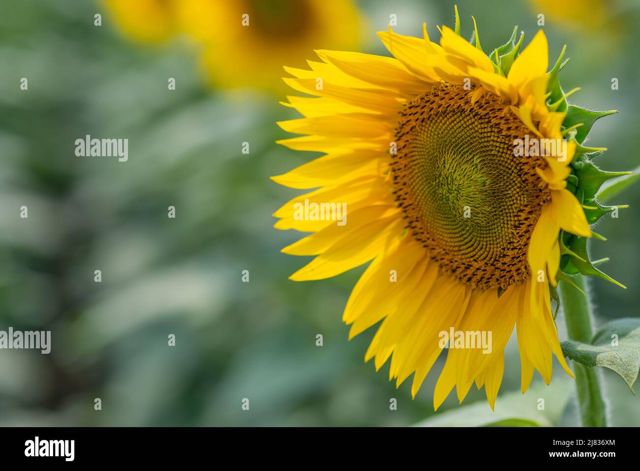 Grow sideways hires stock photography and images Alamy