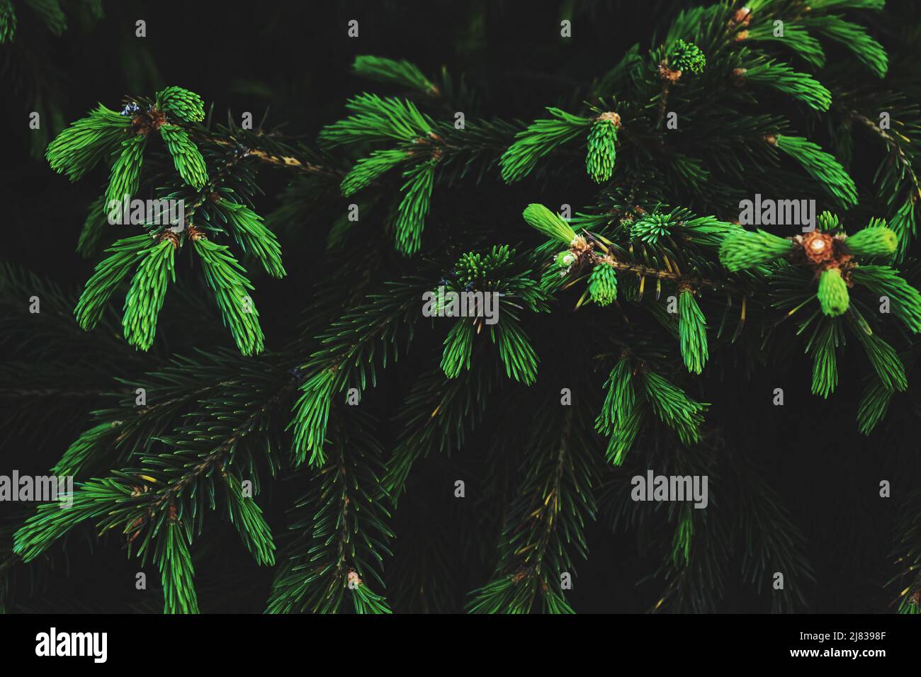 Young green shoots on branches coniferous trees.Growing pine Stock Photo