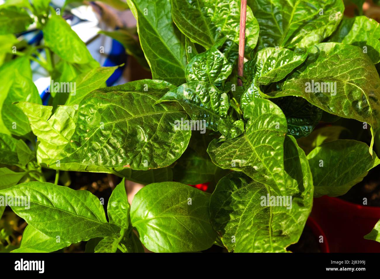 Close image of a young habanero chili plant before planting in the