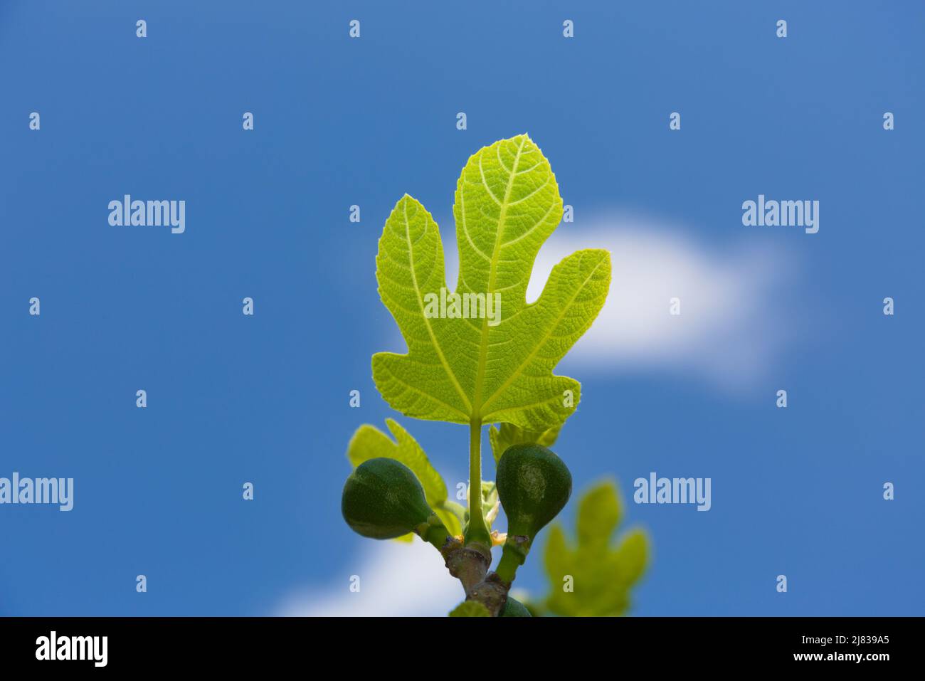 A centered branch of a fig tree containing small growing leaves and several small fig fruits. Image taken on a warm and sunny spring day. Stock Photo