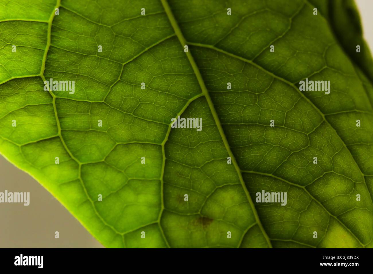 Close up image of mango leaf, illuminated from the bank, showing the