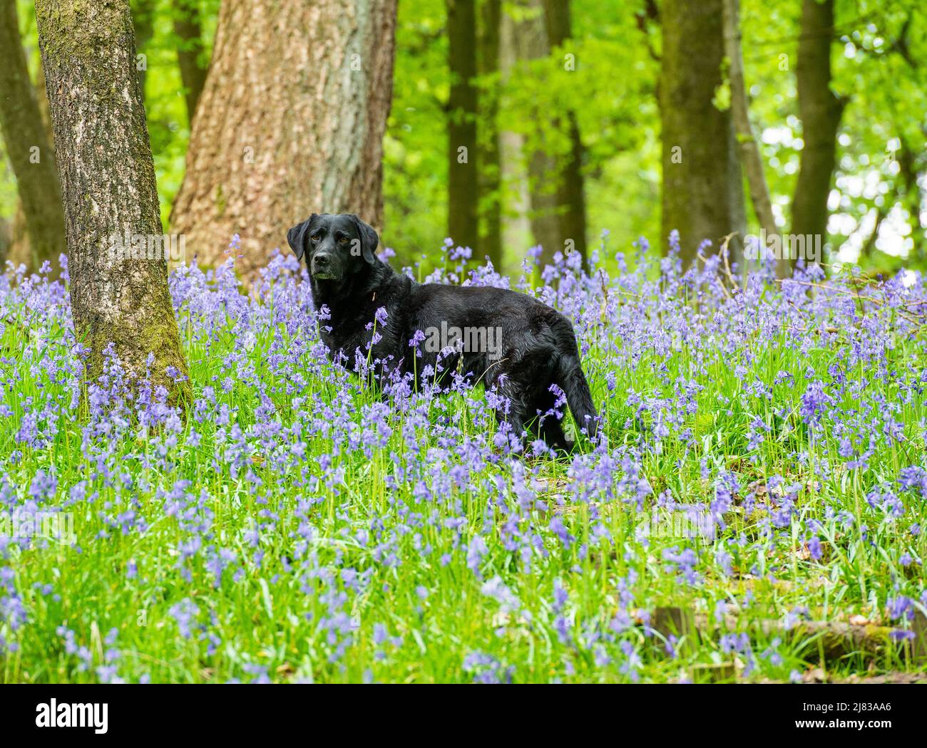 Clitheroe, Lancashire, UK. 12th May, 2022. Six year old Labrador gun dog Jess among the bluebells coming in to full bloom in woodland in the Forest of Bowland near Clitheroe, Lancashire, UK Credit: John Eveson/Alamy Live News Stock Photo