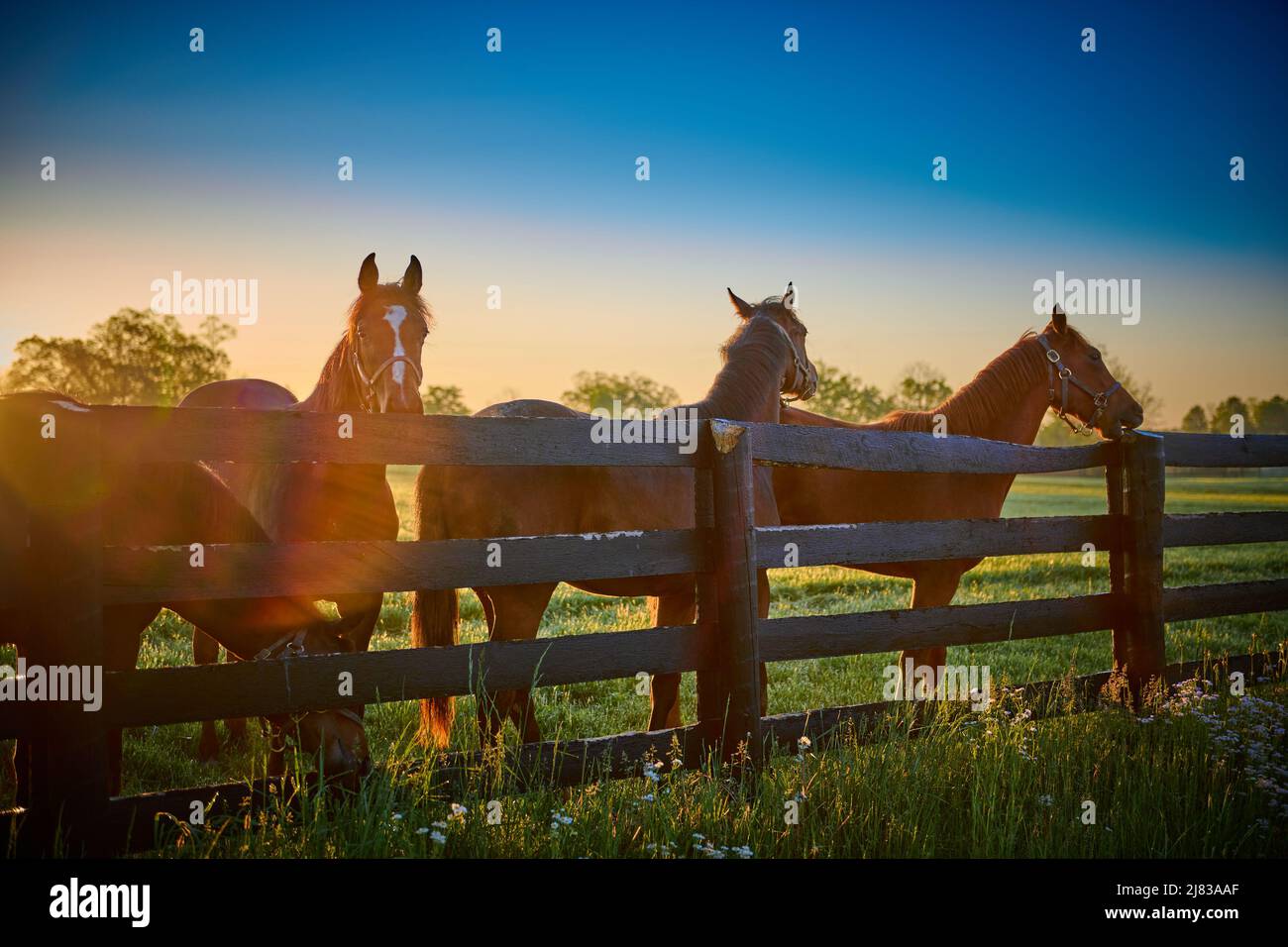 Group of horses standing along wooden fence with sun flare. Stock Photo