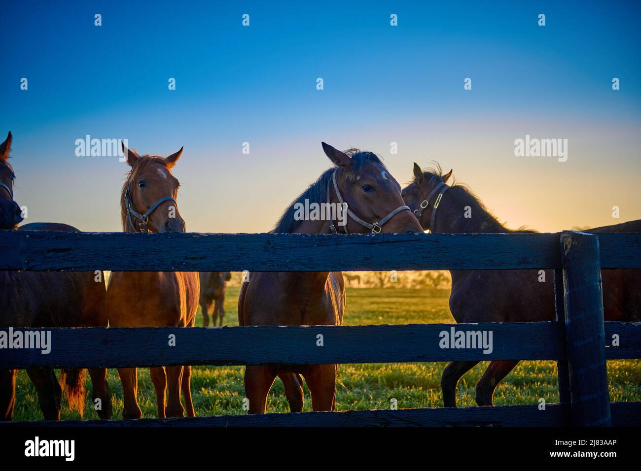 Group of horses standing along wooden fence. Stock Photo