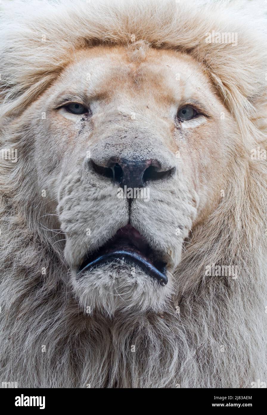 Male leucistic white lion (Panthera leo krugeri) rare morph with a genetic condition called leucism that is caused by a double recessive allele Stock Photo