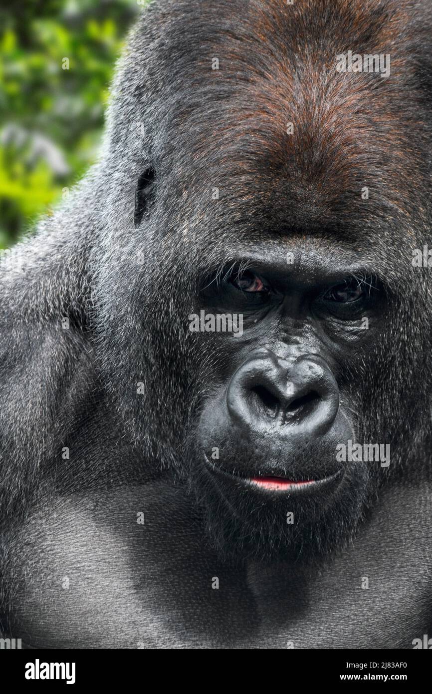 Western lowland gorilla (Gorilla gorilla gorilla) male silverback close-up portrait Stock Photo