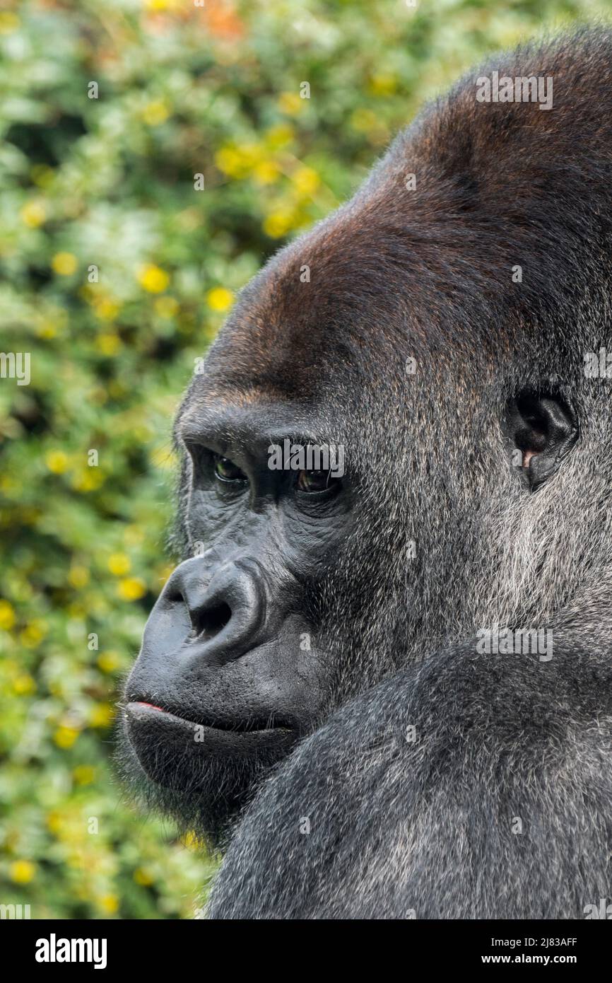 Western lowland gorilla (Gorilla gorilla gorilla) male silverback close-up portrait Stock Photo