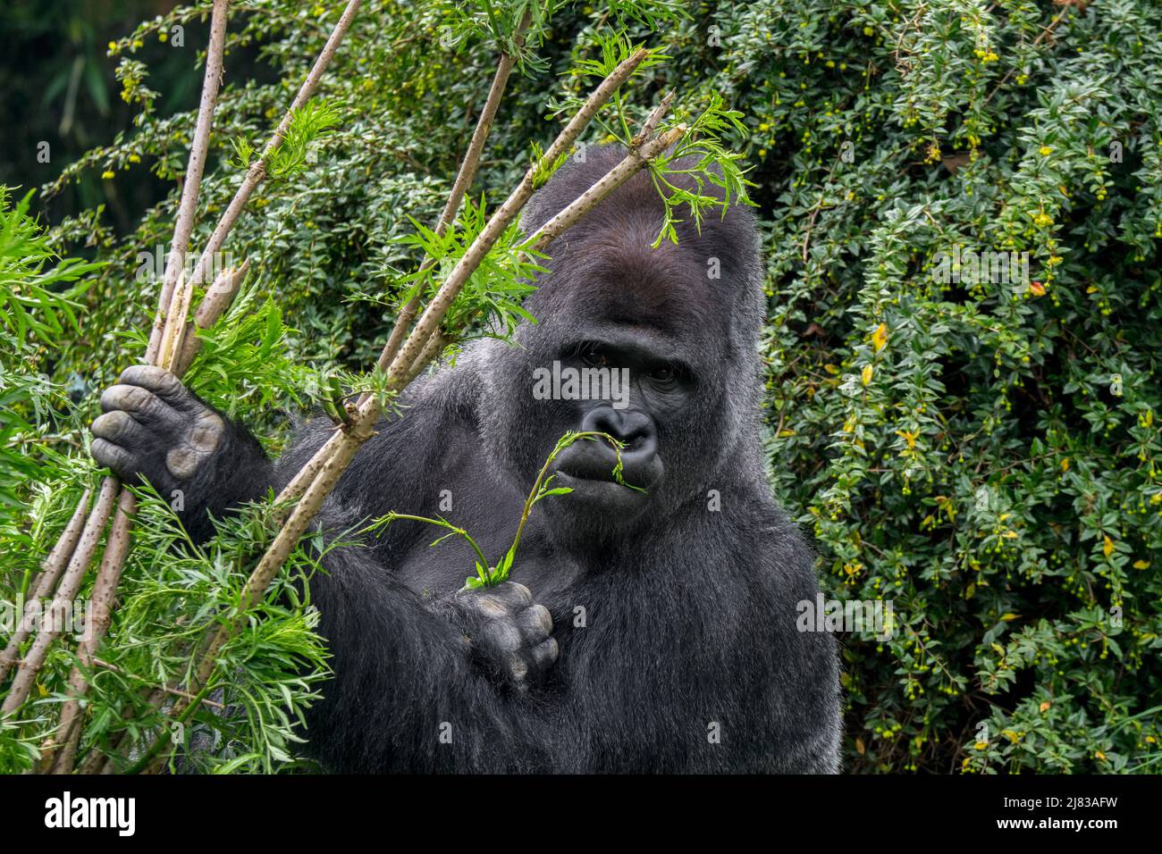 Western lowland gorilla (Gorilla gorilla gorilla) male silverback in forest Stock Photo