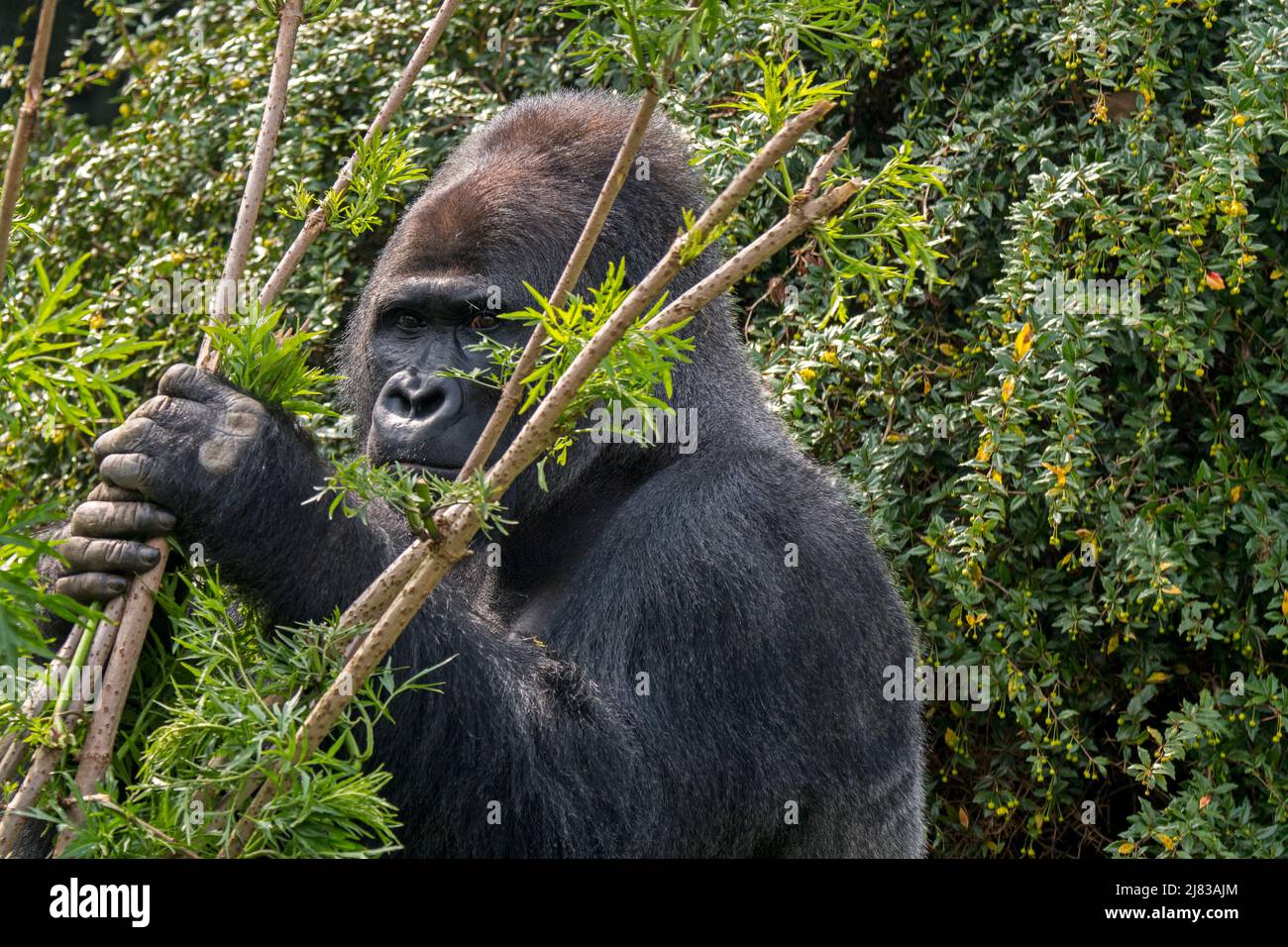 Western lowland gorilla (Gorilla gorilla gorilla) male silverback in forest Stock Photo