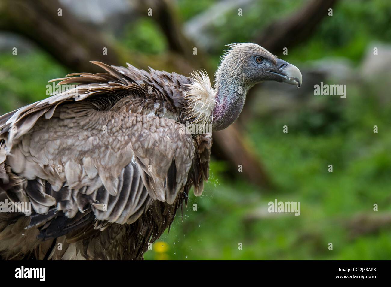 Griffon vulture / Eurasian griffon (Gyps fulvus) scavenger bird native to southern Europe, North Africa and Asia Stock Photo