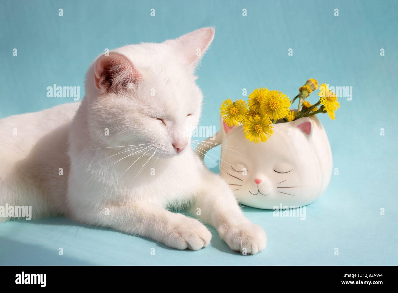 A dozing white cat with mother-and-stepmother flowers in a white cat-shaped cup on a blue background. Good cozy morning Stock Photo
