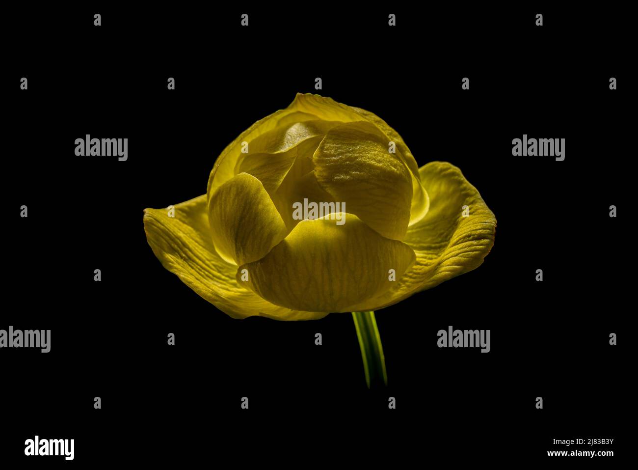 Fascinating closeup details of a beautiful specimen of a yellow globe