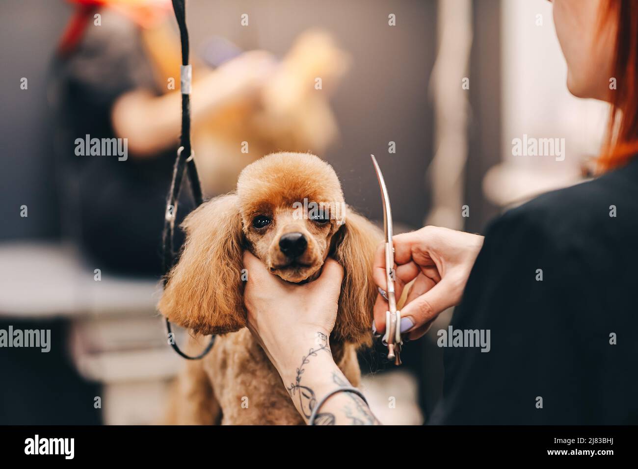 Poodle haircut. The master performs work in the grooming salon Stock ...