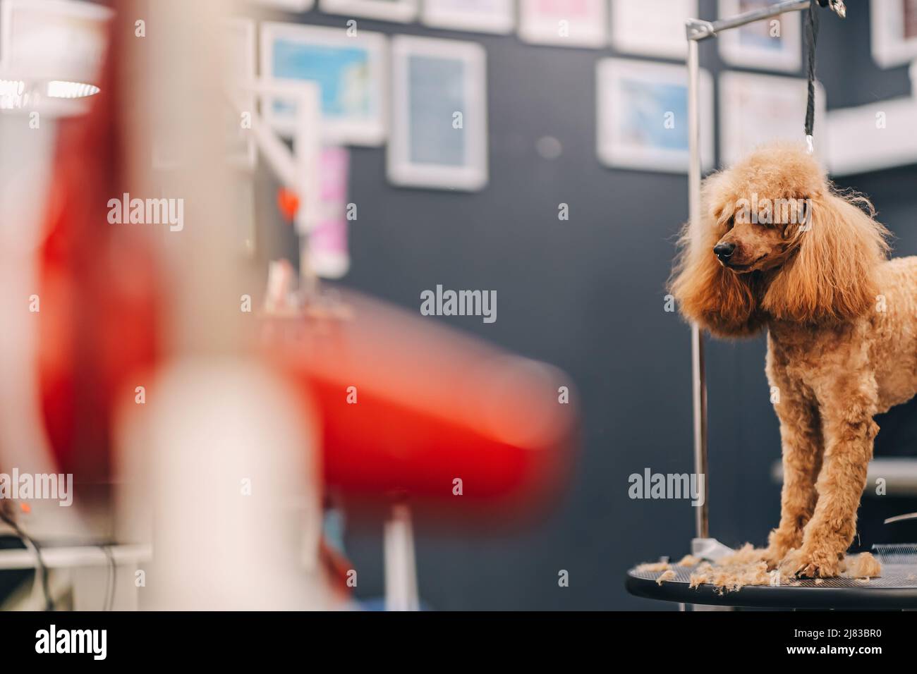 Poodle haircut. The master performs work in the grooming salon Stock ...