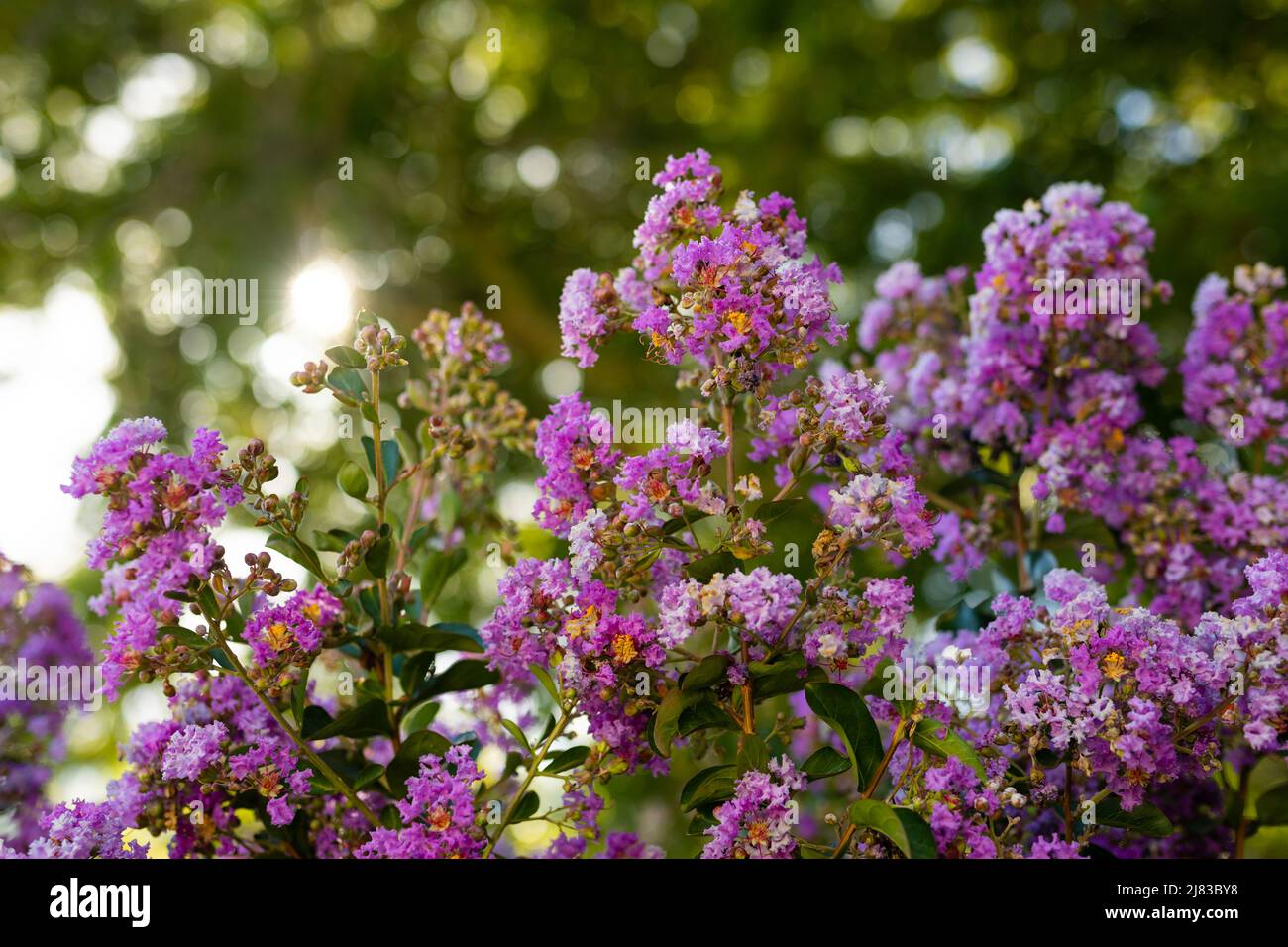 Beautiful purple flowers hi-res stock photography and images - Alamy