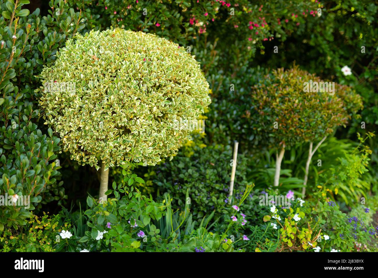 Full frame shot of various flowers with plants and trees growing in park Stock Photo