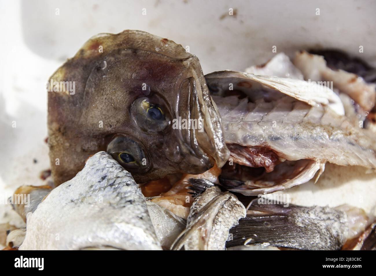 Box of bones and rotten fish, food and organic waste Stock Photo